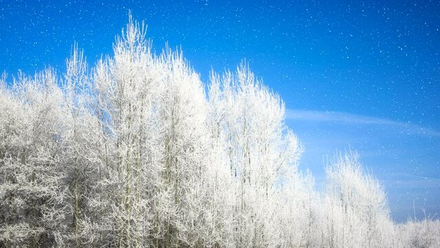 Beautiful winter white trees with falling snow 4K. Loop. Forest, park, tree, peace, calm, scene, nature, walk, frost, ice, icy, cold, clean, clear, snowy, day, wind, bright, view,ultra hd. ProRes422HQ