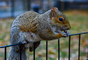 Squirrel on the fence, Gray Squirrel (Sciurus carolinensis) is eating a nut in the park, Wild animals, Manhattan