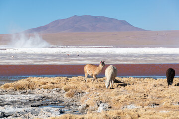 Llamas en la laguna colorada de bolivia