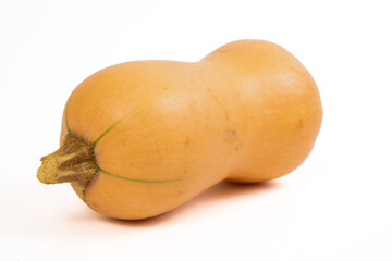 An isolated image of a  butternut on a white background in a studio