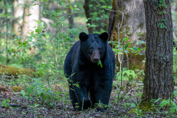 Large black bear in forest with leaves sticking out her mouth
