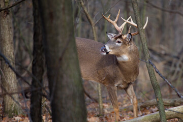 Naklejka na ściany i meble buck whitetail deer with large antlers looking to the side