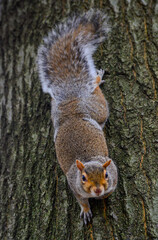 Rodent on a tree, Gray Squirrel (Sciurus carolinensis) asks for a nut in the park, Manhattan, New York, USA