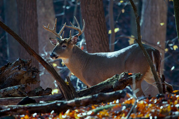 buck whitetail deer standing in a forest