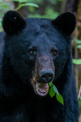 Close up of Large black bear eating leaves