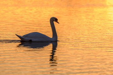 Mute swan (Cygnus olor) silhouette in the water at sunset.