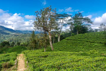 Highland tea plantations on the island of Sri Lanka.