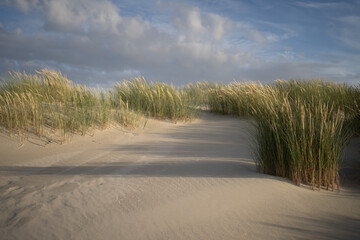 Fototapeta na wymiar Sand Dunes North Sea