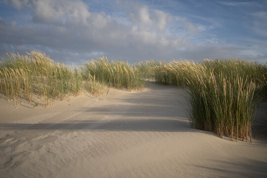 Sand Dunes North Sea