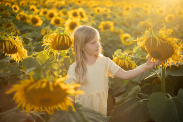 Blonde girl in a field of sunflowers. Summer sunset in the field
