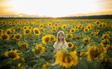 Blonde girl in a field of sunflowers. Summer sunset in the field
