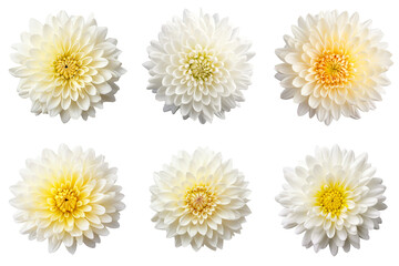 Set of chrysanthemum flowers isolated on top view transparent background