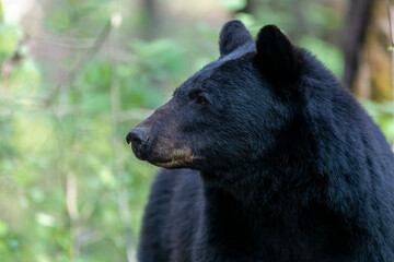 Black bear looking to the side