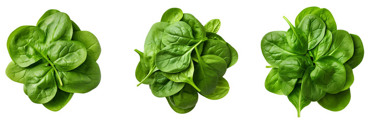 Set of spinach top view isolated on white or transparent background