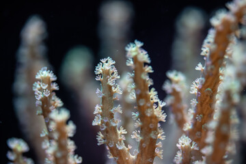 Underwater photo - soft coral or anemone with tentacles, beautiful abstract marine organic...