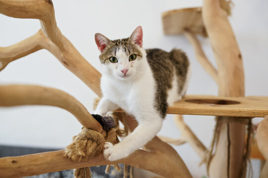 Cute small cat playing on wooden tree, paws scratching piece of rope