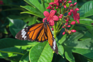 A close up of Danaus Genutial butterfly on cotton leaved jatropha flower with blurred green natural background