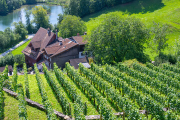 Fototapeta na wymiar Vineyard at the Schloss (Castle) Werdenberg and Lake near the village of Buchs, Switzerland