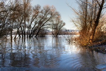 the trees on the river bank are flooded by the river