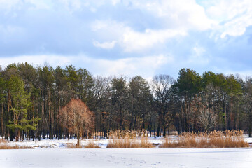 Fototapeta na wymiar Quiet winter forest, frozen lake under blue clouds, freshness and peace