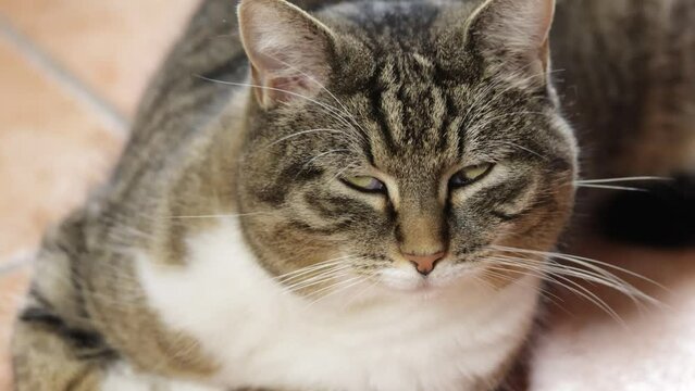 chat tigr&eacute; fixant la cam&eacute;ra