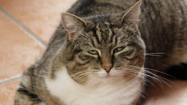 chat tigr&eacute; fixant la cam&eacute;ra