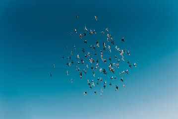 Group of pigeons flying in a blue sky, maroco