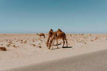 Camels eating in the desert, maroco
