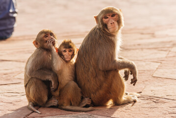 Family monkey, india