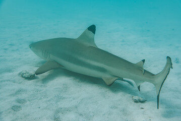 Fototapeta premium Reef Shark