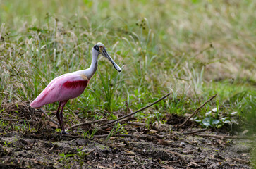 Roseate spoonbill - Platalea ajaja in Cano Negro Wildlife Refuge, Costa Rica