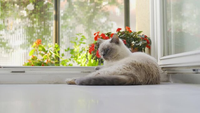 Older gray cat with blue eyes, lying on floor next to balcony door, flowers in background