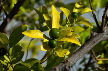 Limón verde en Tavira, Algarve, Portugal