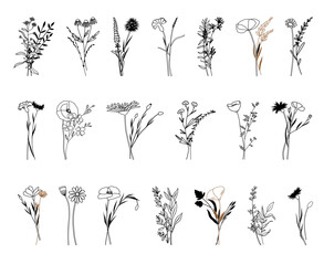 Wildflowers vector illustration, Botanical line arts, hand drawn bouquets of herbs, flowers, leaves and branches - 702388218