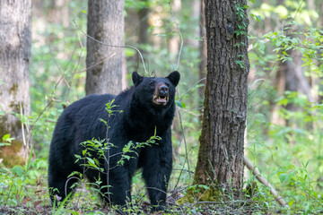 Obraz premium Large black bear sniffing the air checking for danger