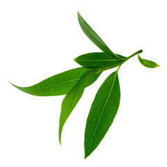 Green leaves fly with a gust of wind. Green leaves wave. Leaf falling. Vegan, eco, organic design element.on transparent, png
