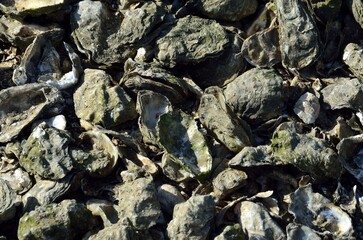Restos de ostras en Tavira, Algarve, Portugal