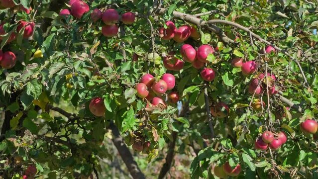 Red apple on a tree branch in the garden. Red apples in summer day swinging on the wind. Apple harvest ripens on the tree. Gardening concept. Growing fresh tasty juicy fruits slow motion