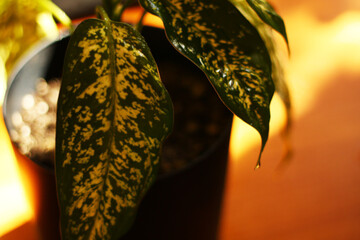 flowers in pots, house plants, care of house plants