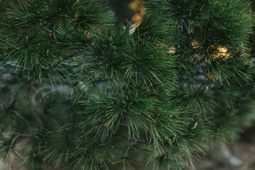 Fluffy branches of green pine tree. . Close-up.