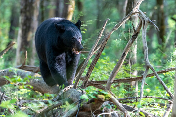 Black bear walking along log on the forest floor - obrazy, fototapety, plakaty