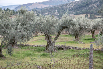 Olival, set of olive trees full of olives ready to harvest. Portugal, Tras-os-montes, Vila Real.
