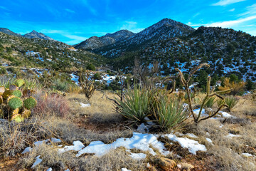 Coniferous forest and snow-capped mountains against a blue sky, frost-resistant cacti