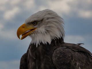 Wei&szlig;kopfseeadler
