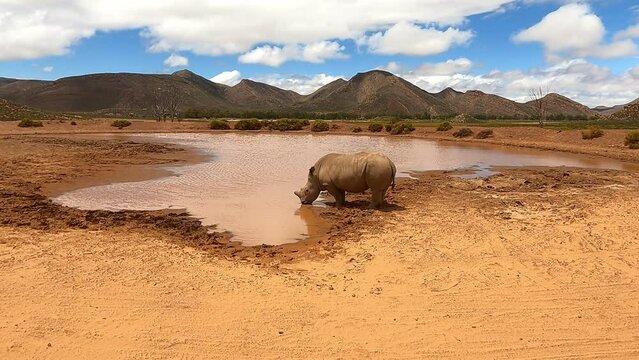 Rhino is drinking in a pond. Game safari in South Africa