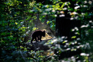 Black bear cub heading back into the forest © dfriend150