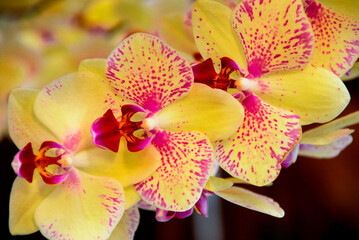 Yellow orchid, Nahaufnahme gelber Orchideen, close up view of orchid bouquet