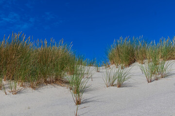 Tufts of grass growing on sand dunes. Summer photo against the blue sky