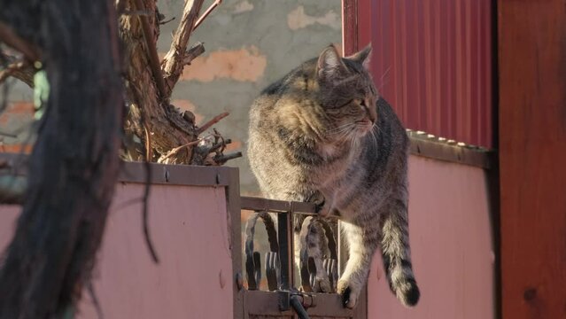 Tabby cat on the fence. Cat climbing over a fence in the village. Funny striped cat jumping through the fence, summer day outdoors, slow motion