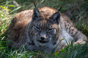 Ruhender Rotluchs
